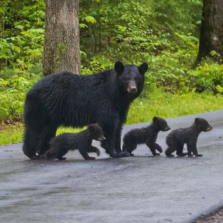 Four Bears Den, Hot Tub, 1089 Of Free Attraction Tickets For Each Paid Day, Dollywood And More Gatlinburg Zewnętrze zdjęcie